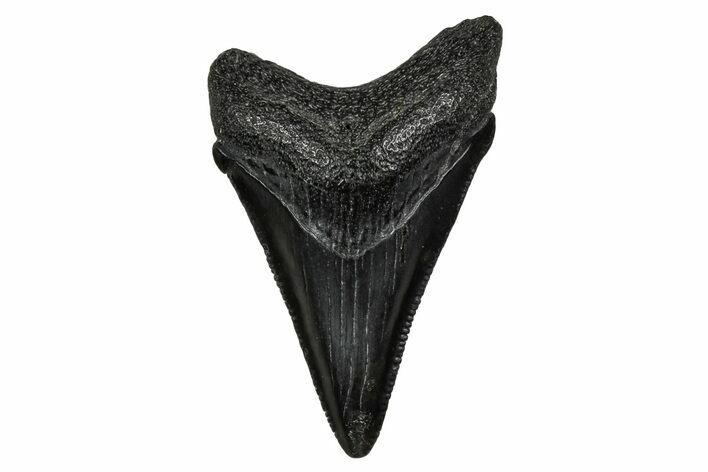 Serrated, Juvenile Megalodon Tooth - South Carolina #340754